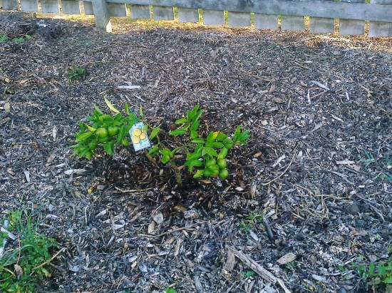 a well mulched mandarin tree with ripening fruit