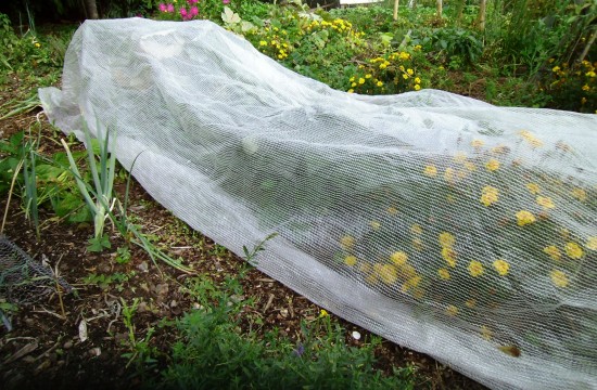 a row of beans and peppers covered with microclima cloth