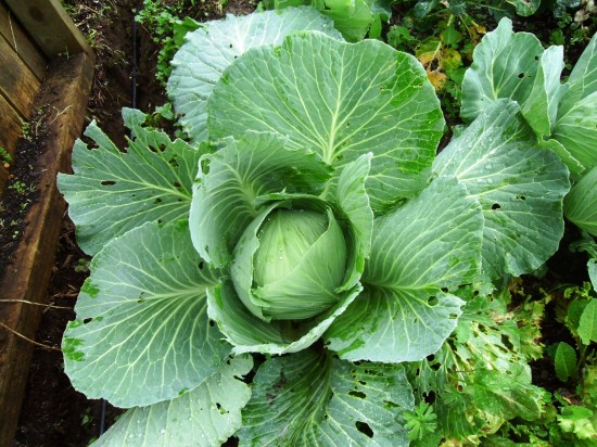 green cabbage growing at Grandview Community Garden