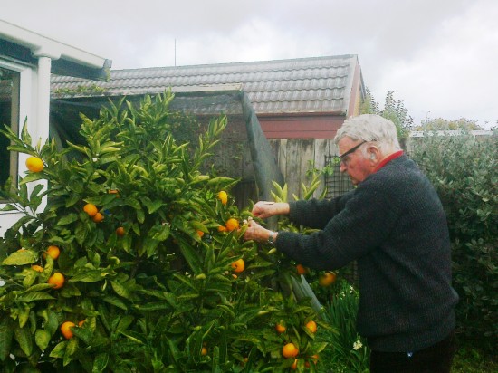 pick citrus fruit as you need them