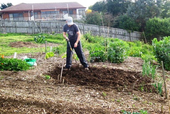 Paul digging the soil ready for potatoes