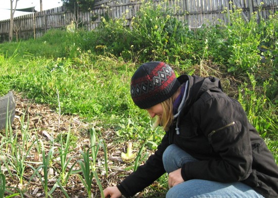 Angela weeding garlic at Grandview Community Garden