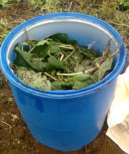 barrel of comfrey leaves and roots at Grandview Community Garden