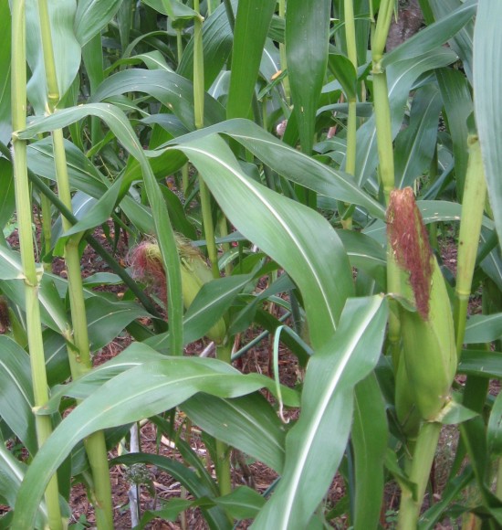 maize corn