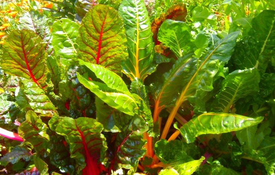 red and yellow silverbeet growing at Grandview Community Garden